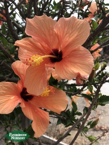 Hibiscus rosa sinensis peach Hibiscus rosa sinensis peach