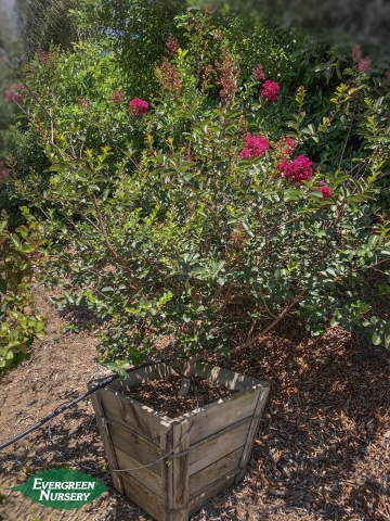 Lagerstroemia Tonto Crape Myrtle
