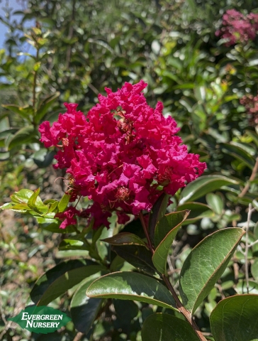 Lagerstroemia Tonto Crape Myrtle