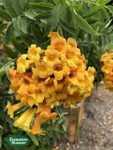 Orange Jubilee flowers orange jubilee flowers