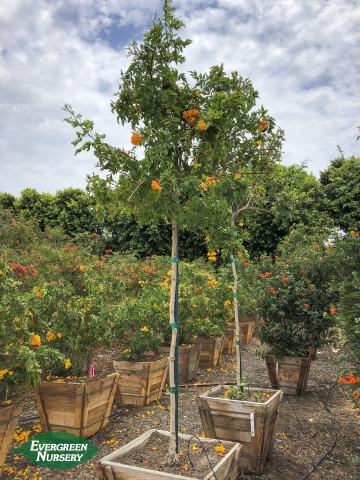 Tecoma x Orange Jubilee tree Tecoma x Orange Jubilee tree