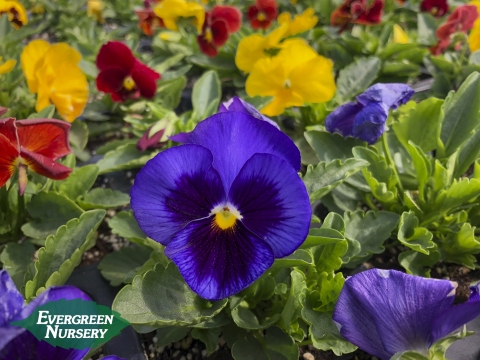 Pansies