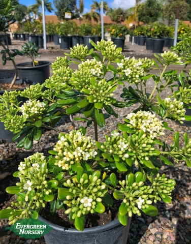 Pittosporum Mock Orange