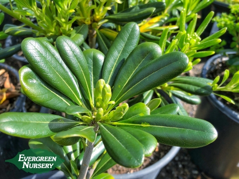 Pittosporum Mock Orange