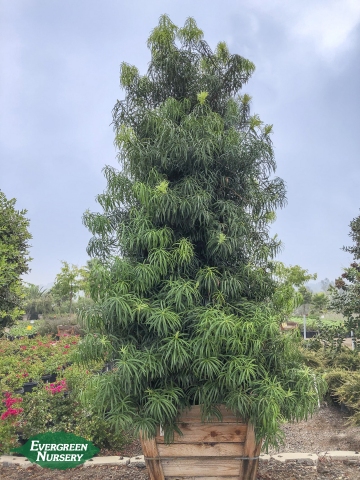 Podocarpus henkelii