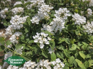 White Lantana White Lantana
