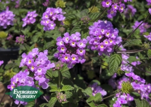 Purple Lantana Purple Lantana