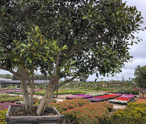 Evergreen Nursery San Go S Largest Whole Open To Favorites