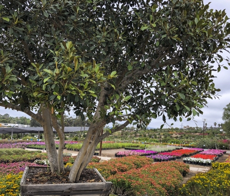 Evergreen Nursery San Go S Largest Whole Open To Evergreen Nursery San Go S Largest
