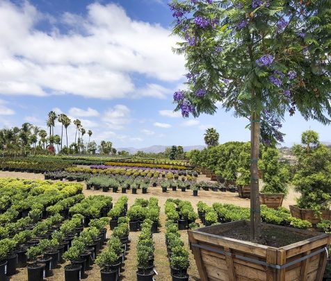 Evergreen Nursery San Go S Largest Whole Open To Evergreen Nursery San Go S Largest Whole Open To The Public