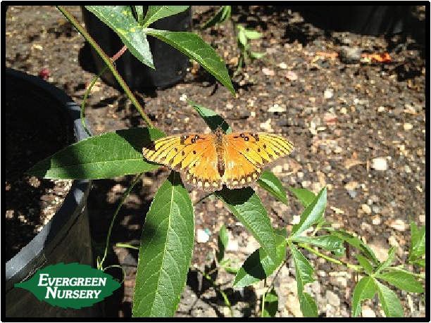 BUTTERFLY