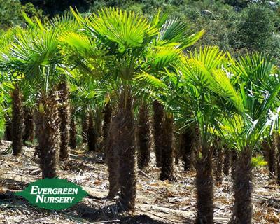 Trachycarpus Fortunei Evergreen Nursery