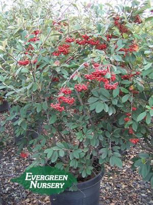 Cotoneaster Parneyi Evergreen Nursery