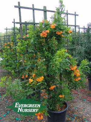 TECOMA x 'Orange Jubilee' Evergreen Nursery