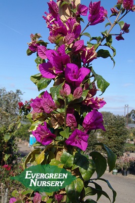 Great Bougainvillea