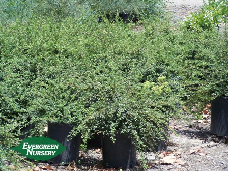 Cotoneaster Dammeri Lowfast Evergreen Nursery